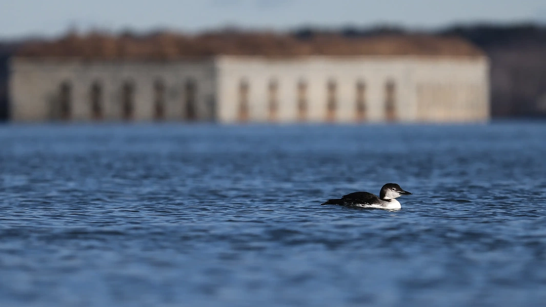Common loon chick production drops 40% across most regions
