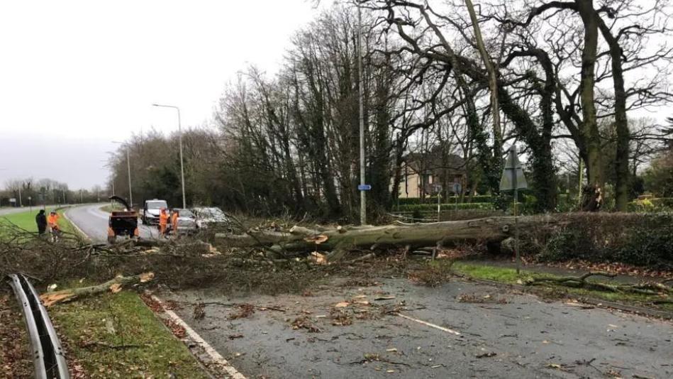 Council charged after man killed by falling tree