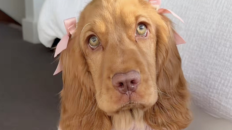 This sweet cocker spaniel just keeps getting more stylish as she grows up