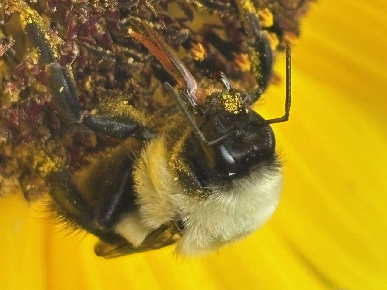 Connecticut now has 399 known bee species. Some were hiding in plain sight
