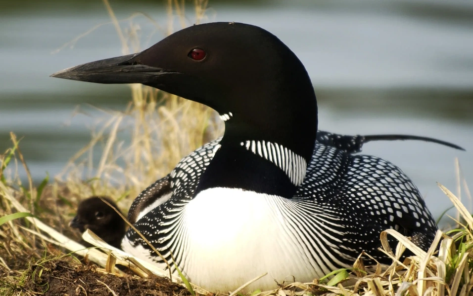 Common loon chick production drops 40% across most regions