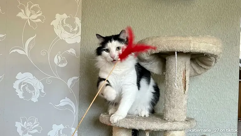 This divine cat dispenses blessings instead of bites like a very good boy