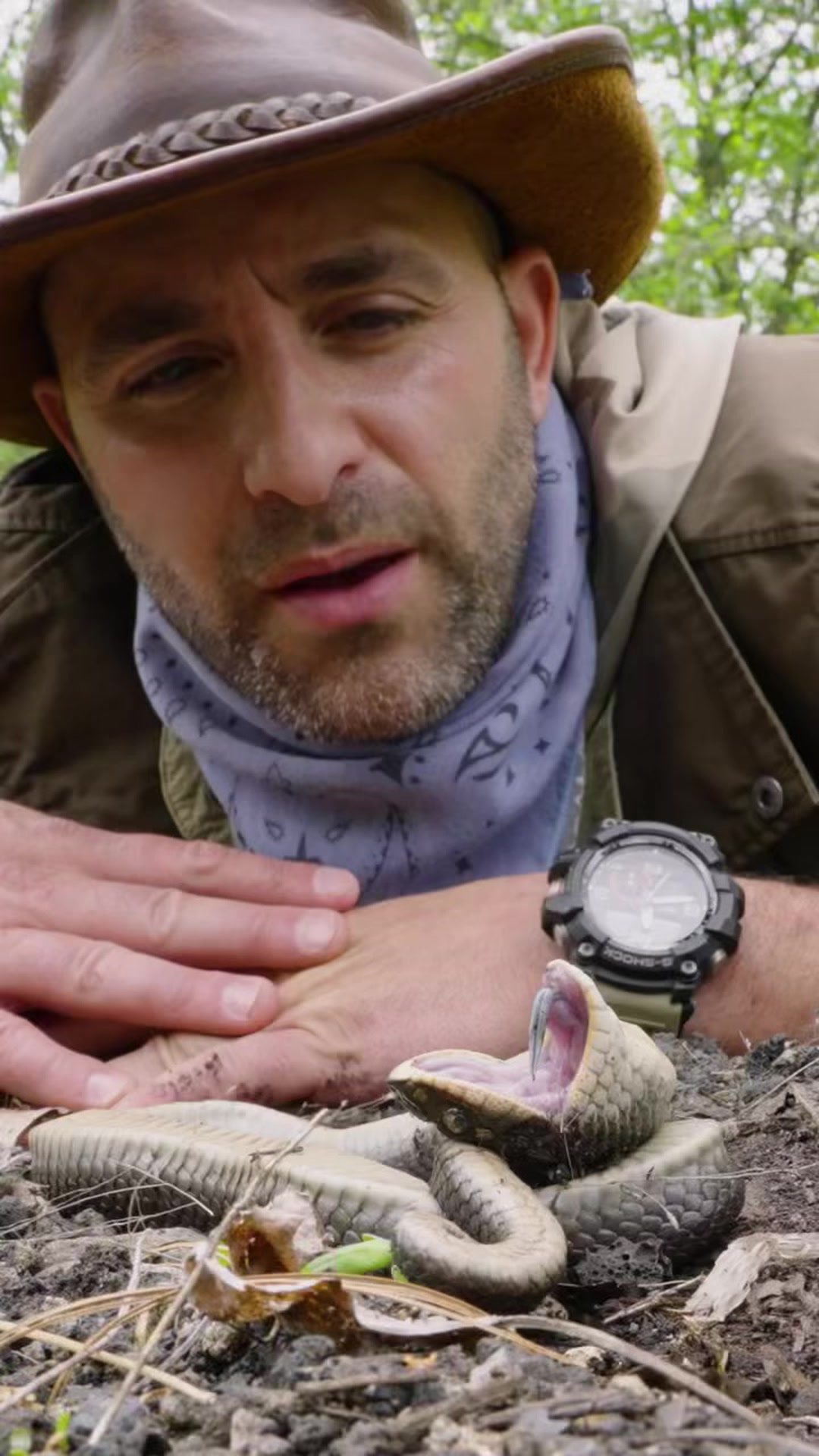 Meet the zombie snake that plays dead to survive