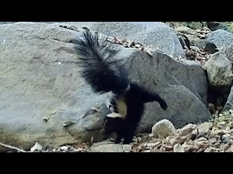 Wildlife camera captures unusual bear and skunk interaction