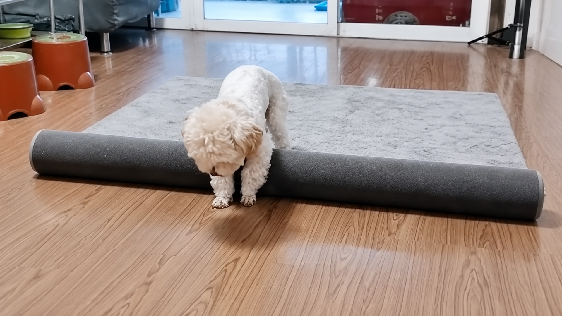 Cute white poodle steps over a rolled-up carpet