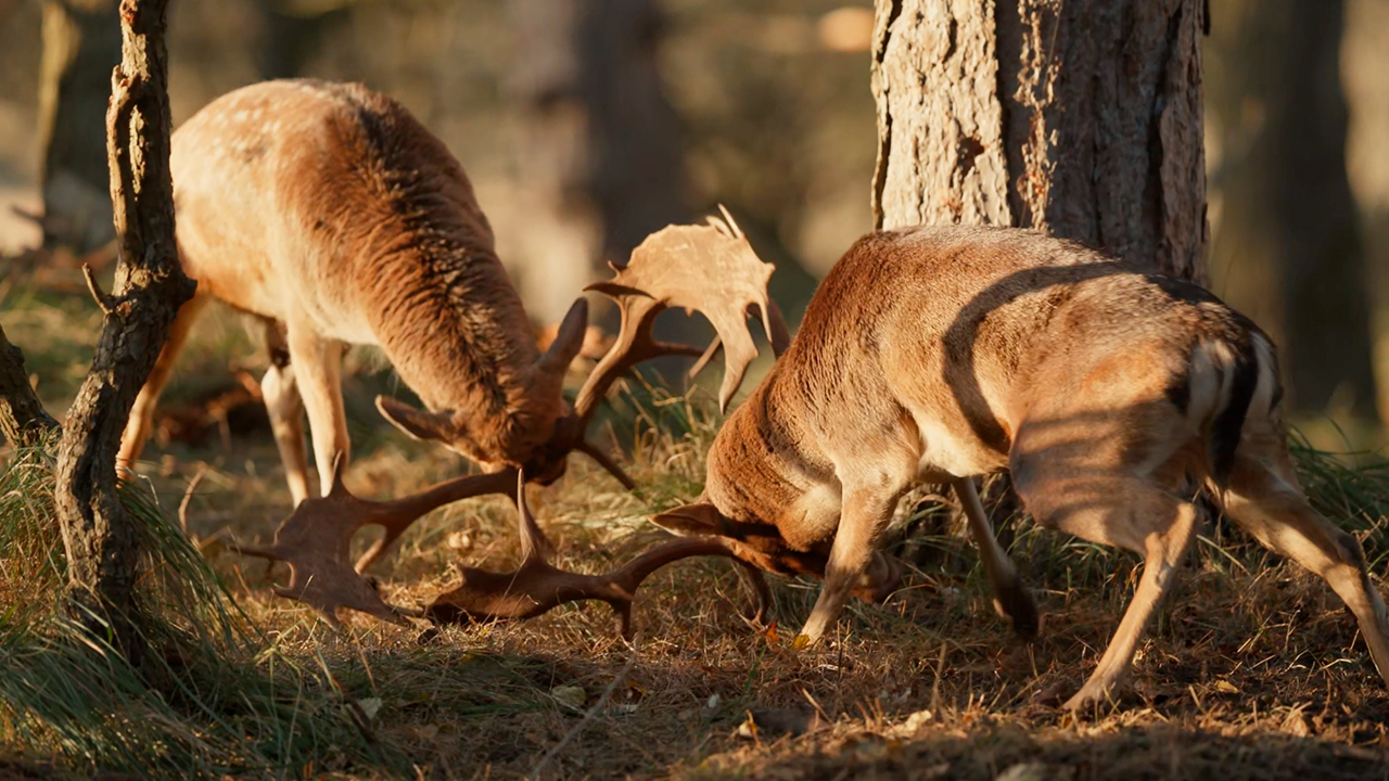 Watch these deer showing off their power and strength