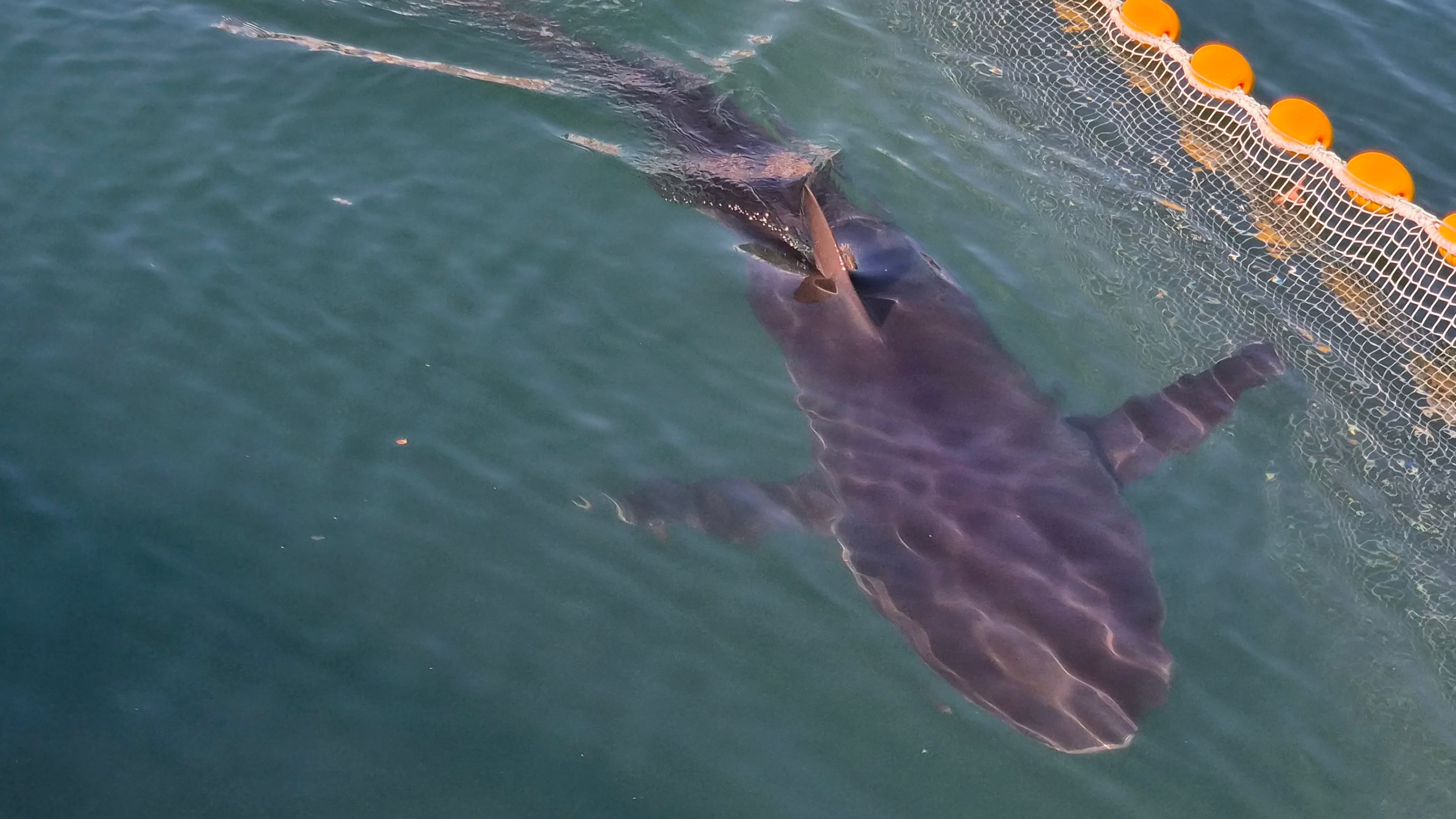 Bukangi rediscovered at Busan Port, range expanding