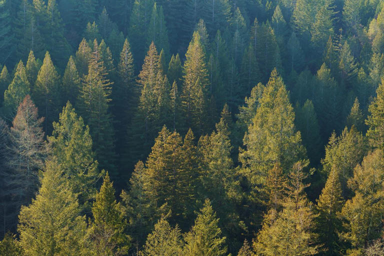 I’ve traveled the Golden State for 20+ years—this is the best state ...