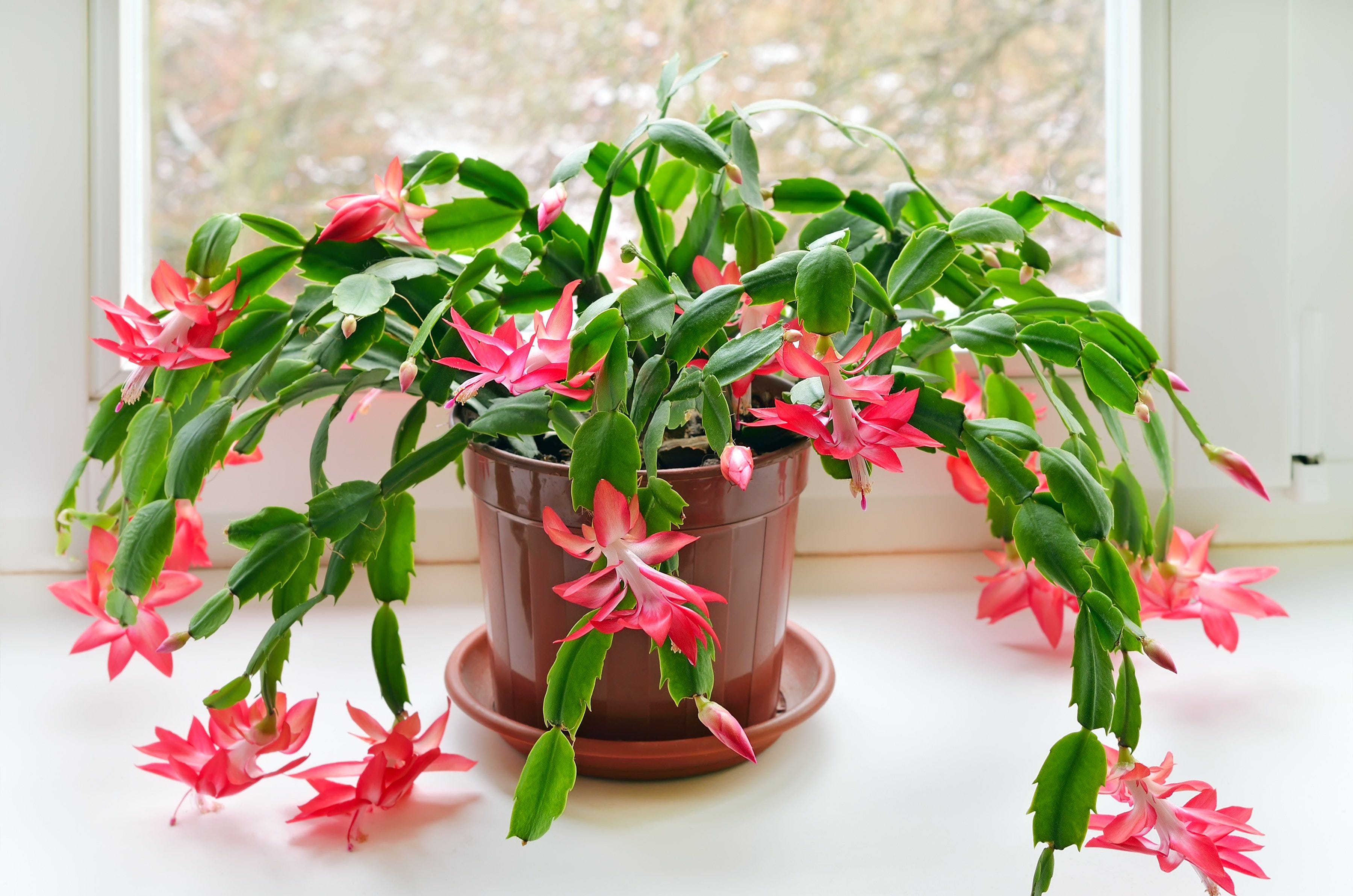 Caring for cactus houseplants without overwatering them