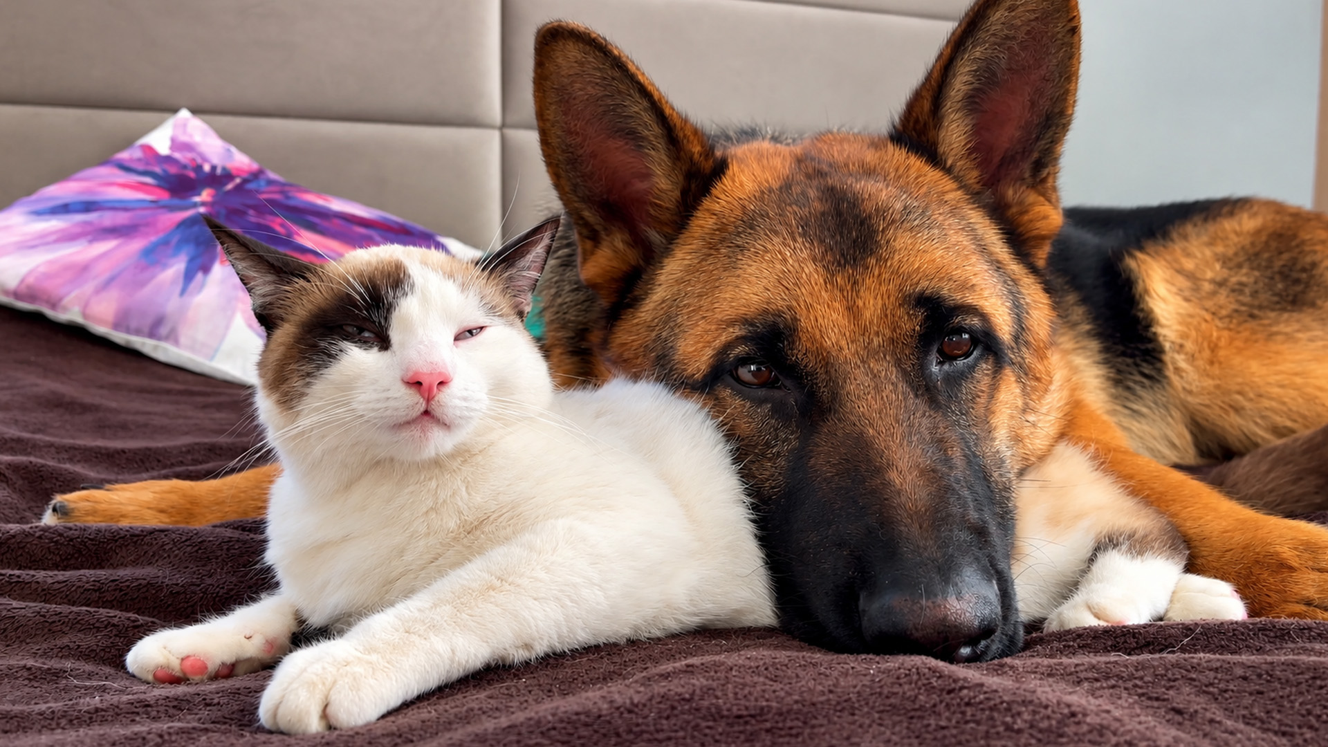 German shepherd uses a cat as a pillow during nap time
