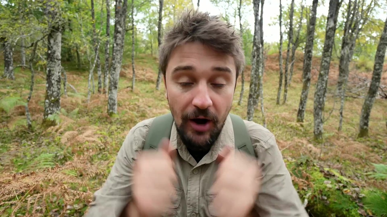 How aspen trees help restore barren land