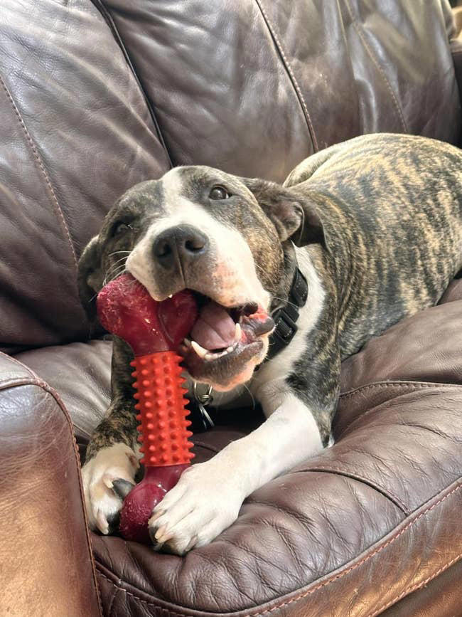 27 toys under $10 that'll keep your dog entertained