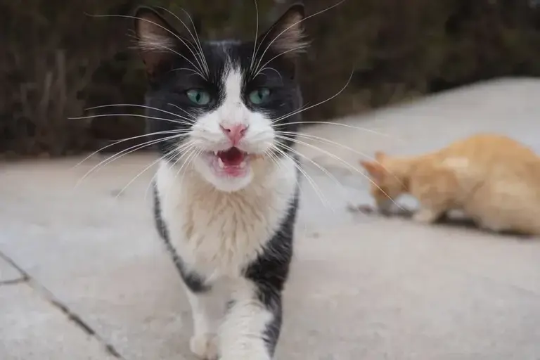 What a cat's slow blink means, according to animal behavior researchers