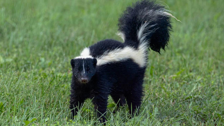 If you see a skunk in your yard, do not do this 1 thing