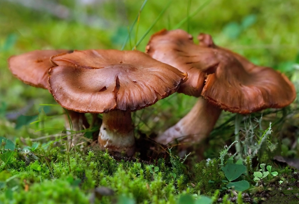 The next computer you buy might be grown from mushrooms
