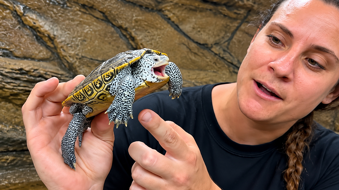 This diamondback terrapin has a seriously feisty personality