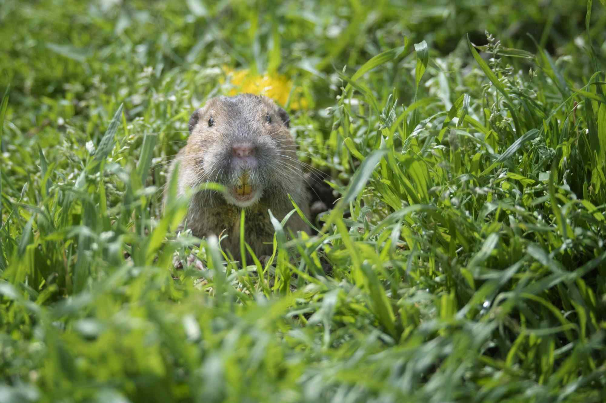 How to spot a gopher hole—and protect your yard from destruction
