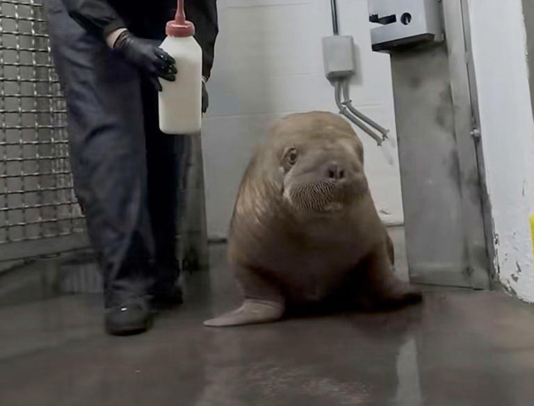 Orphaned Alaska walrus calf makes 4,000-mile journey to new home at ...