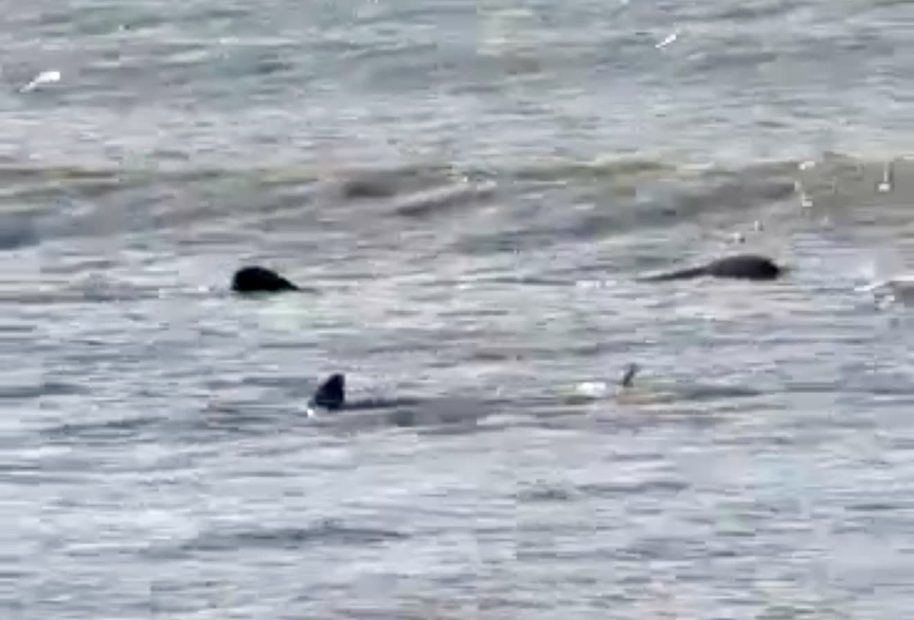 2 whale sharks spotted off CamSur coast