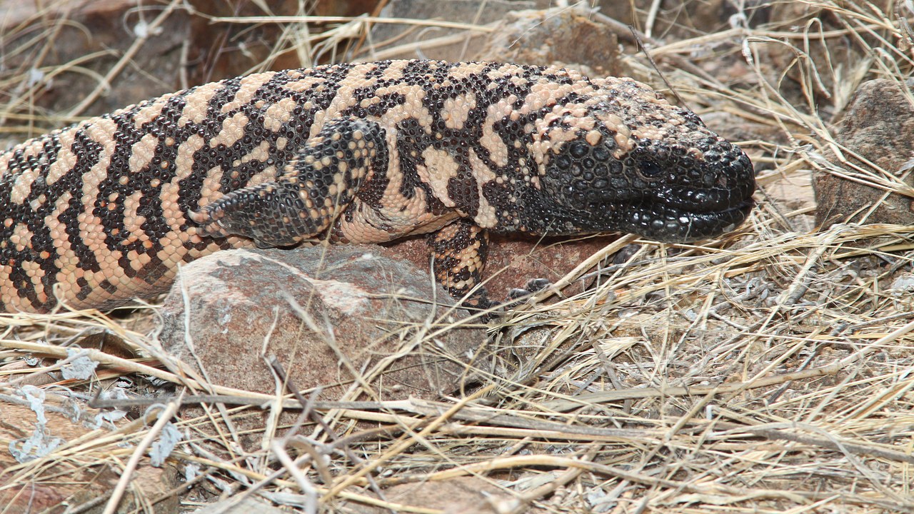 9 stinging US creatures, from bark scorpions to fire ants