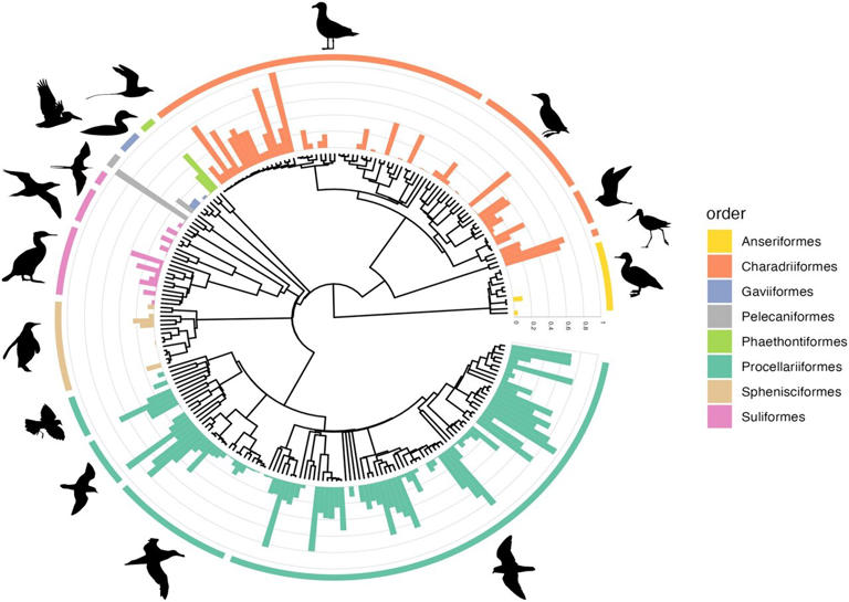 Seabird family tree predicts which species accumulate plastic better ...