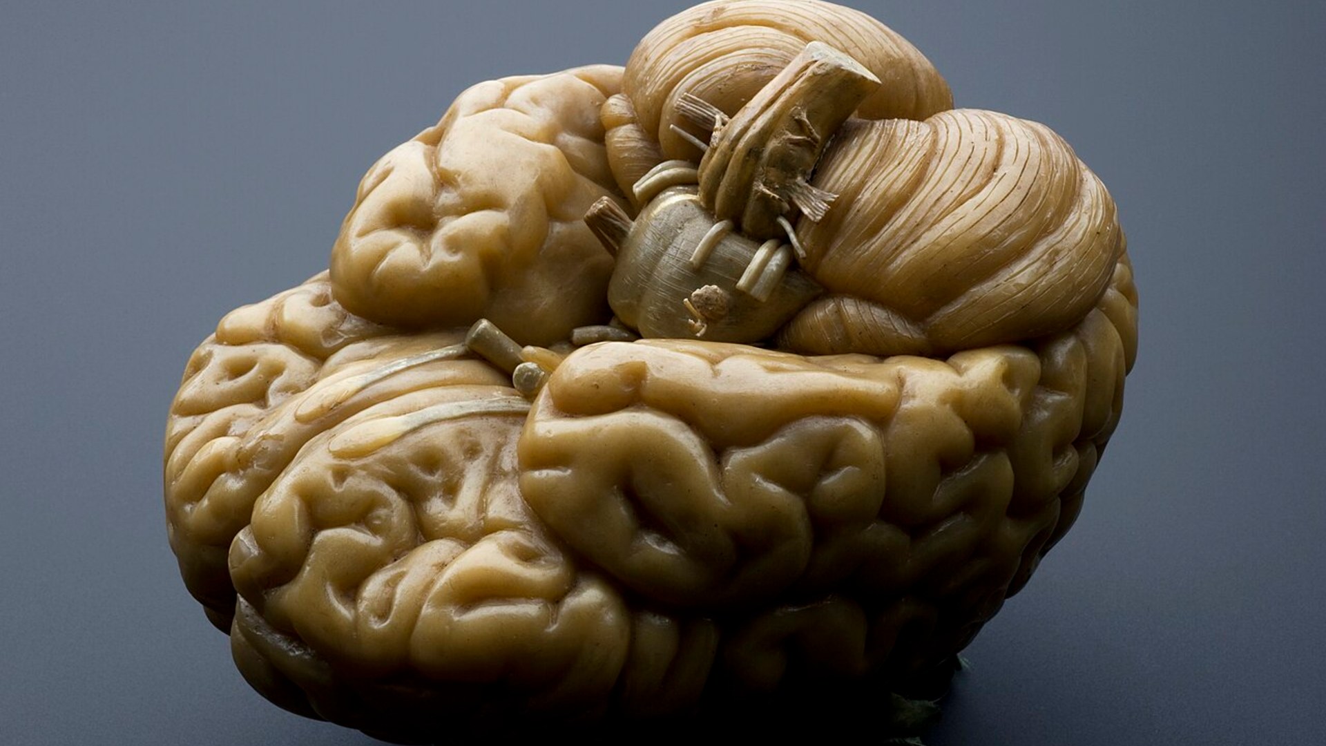 Why gaining an hour in autumn disrupts your brain, heart, and hormones