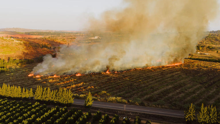 Why farmers sometimes destroy crops they could have sold