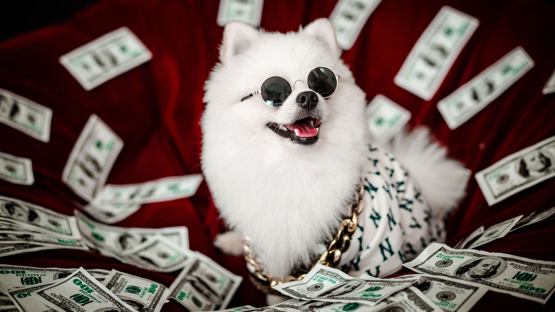 20 pet accessories that became status symbols