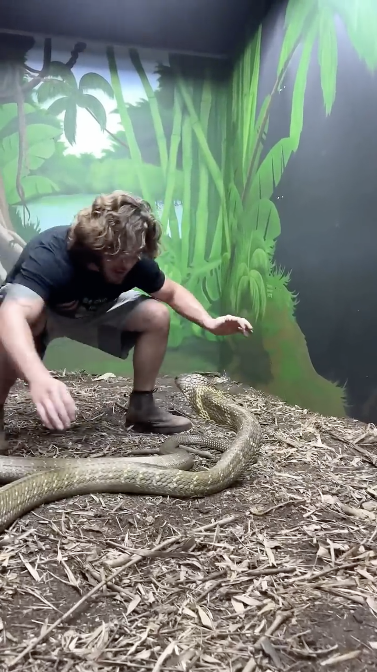 This giant king cobra is absolutely terrifying!