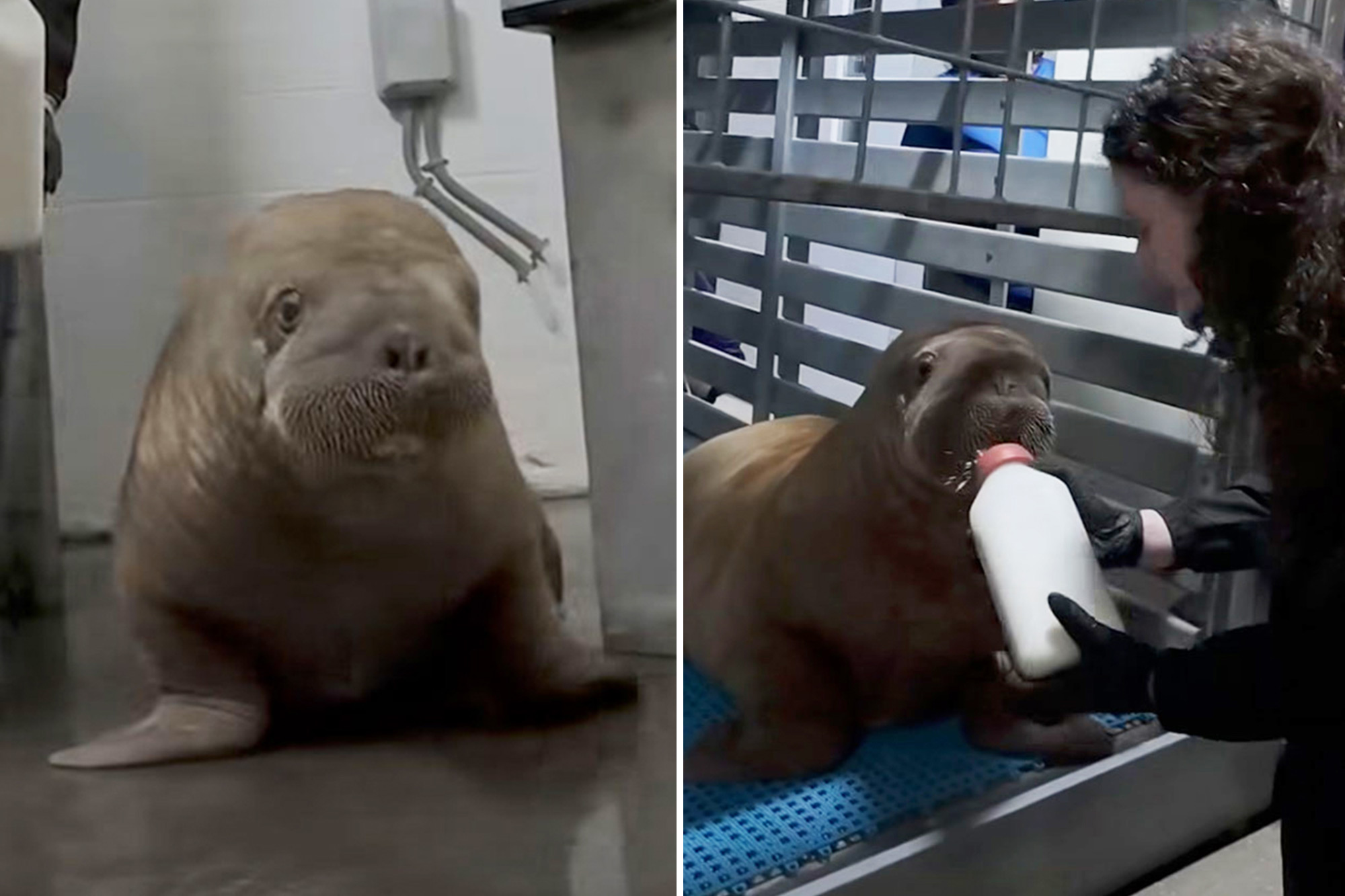 Orphaned Alaska walrus calf makes 4,000-mile journey to new home at ...