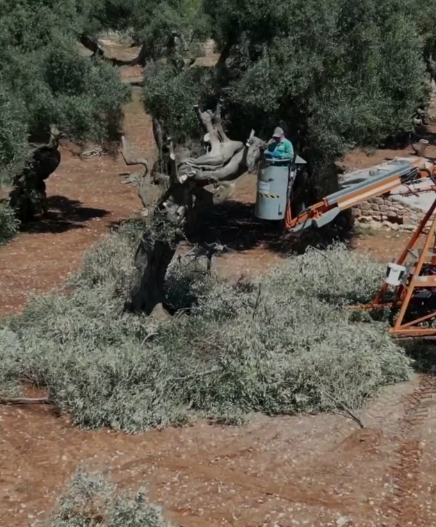 Helen Mirren, 81, is on a mission to save Italy’s 1,500-year-old olive ...