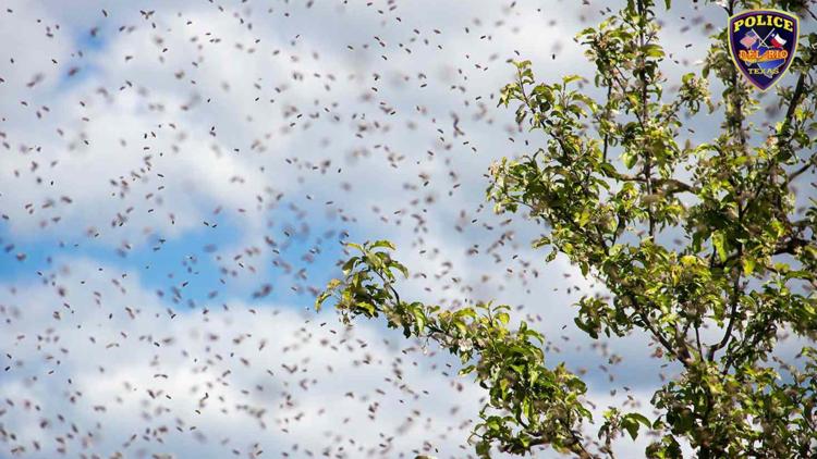 Three Del Rio officers stung while rescuing man attacked by bees during ...