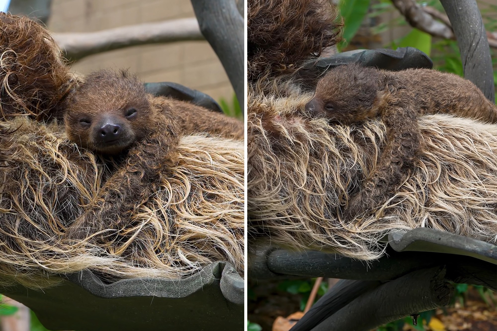 San Diego Zoo welcomes newborn sloth in adorable video just in time for ...