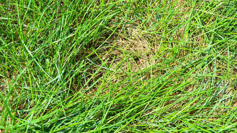 Is your lawn ready for winter? Here is a checklist for a greener spring