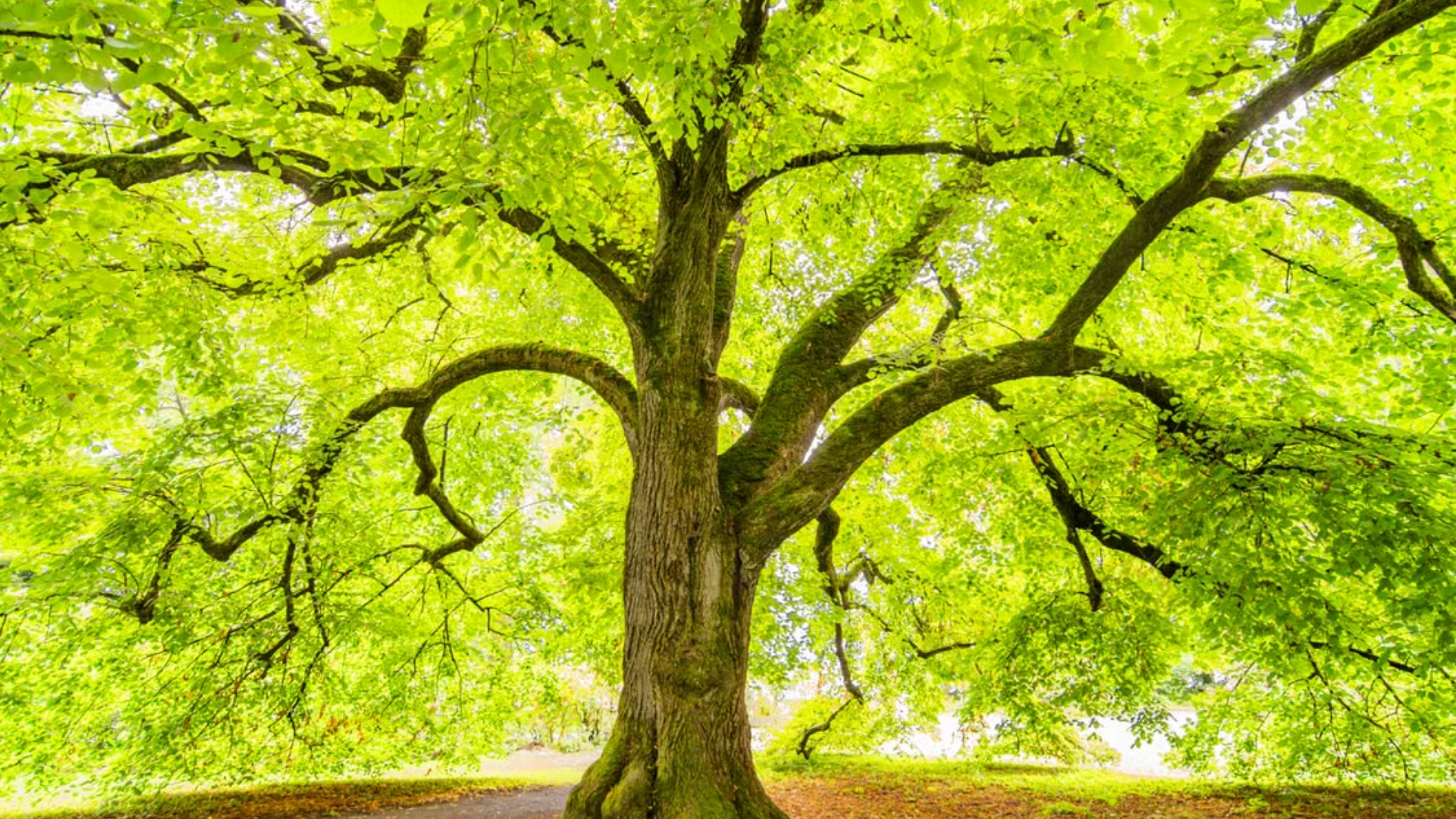 Found a black walnut tree in your yard? Here’s why it could affect what ...