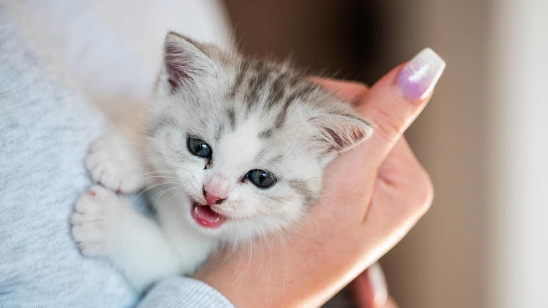 Can cats catch a cold from humans? What to do when your pet starts sneezing