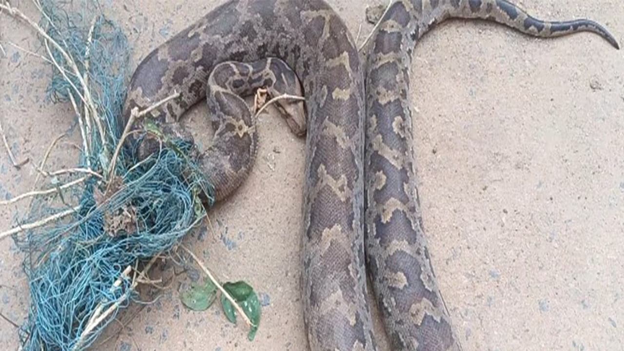 Eight foot python rescued after being trapped in Odisha farm netting