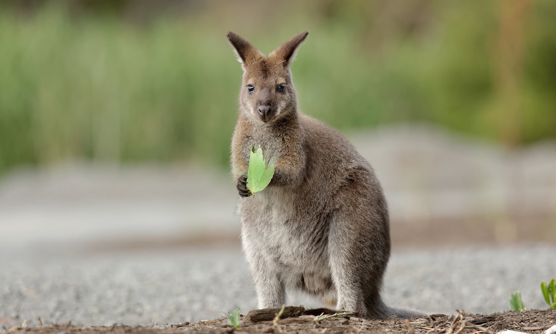 Strewth! Have you spotted the wild wallabies hopping around Crieff town centre?