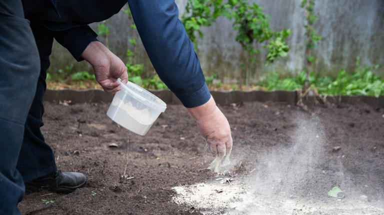 Protect backyard and garden plants from salt damage with a simple solution