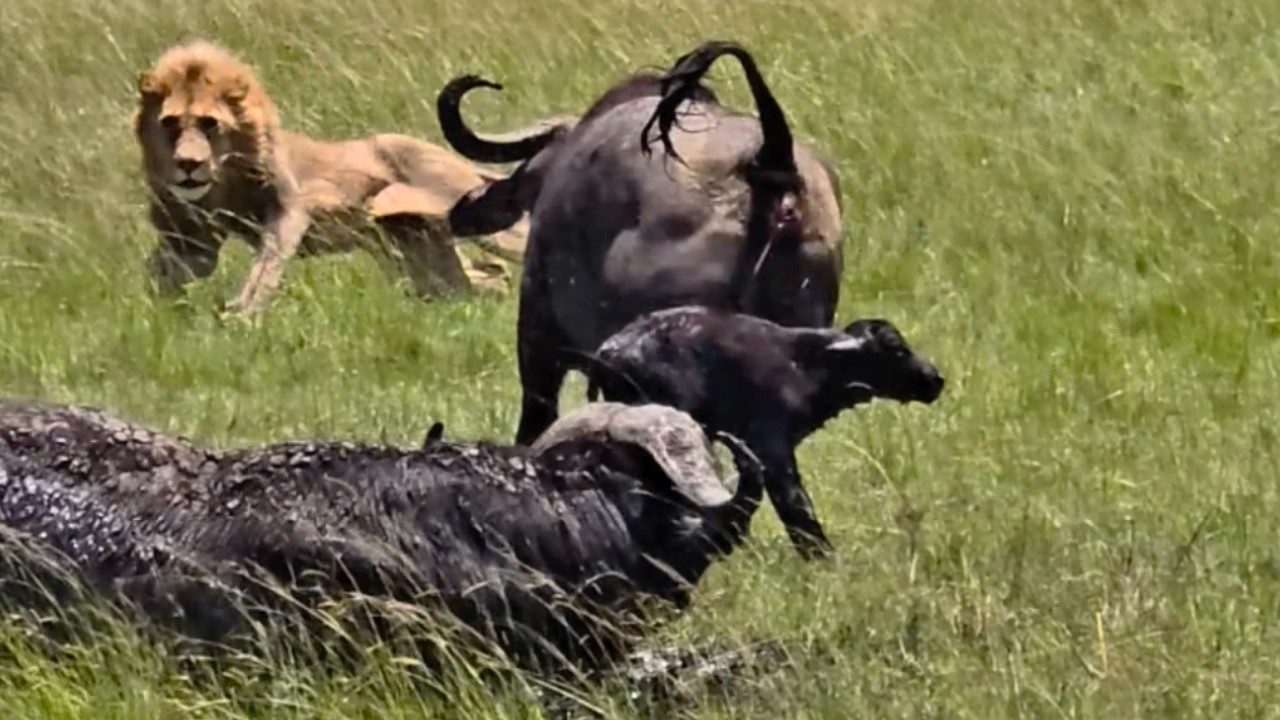 I witnessed a buffalo family’s bravery 🌍