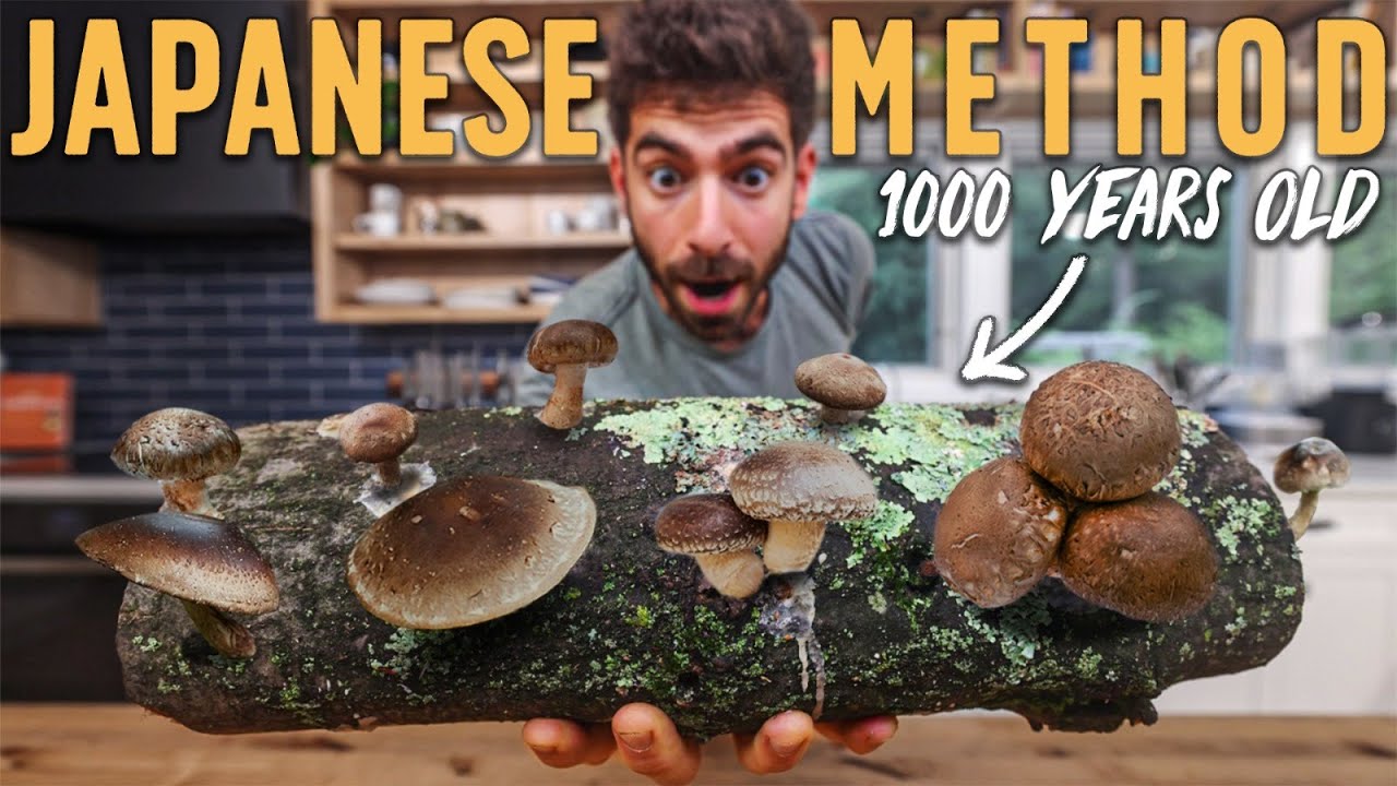 Growing shiitake mushrooms at home