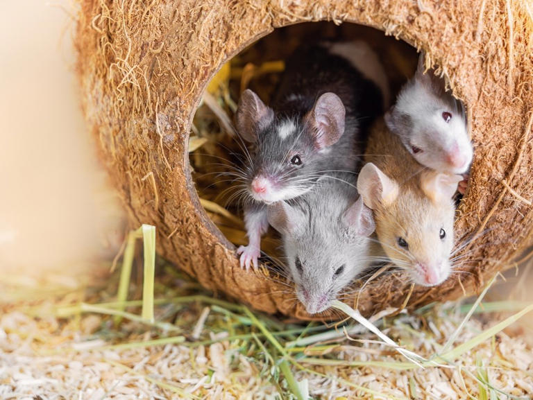 Do mice make good pets? Things to consider before bringing them home