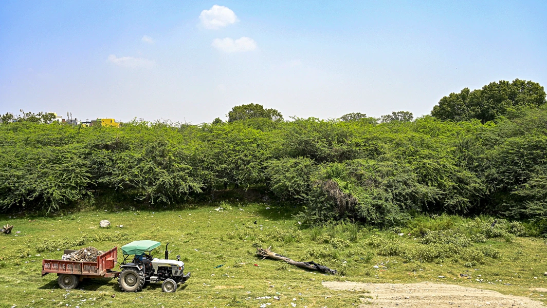 Invasive tree reshapes Kutch grasslands, complicating restoration
