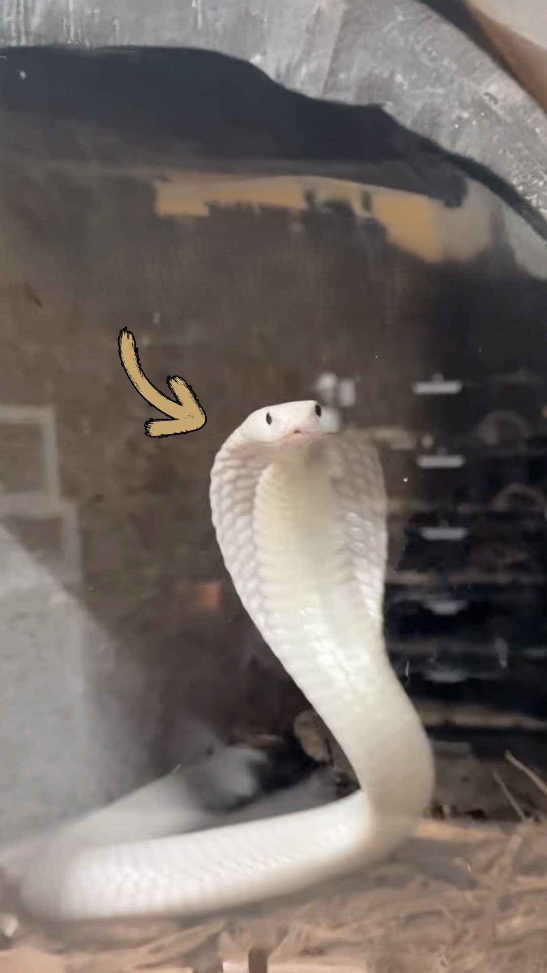 Observing a cobra in the wild