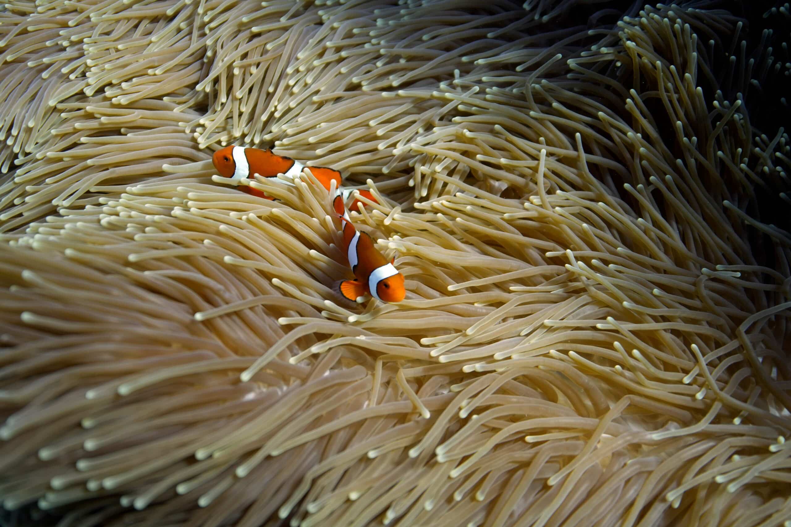 Most of the world’s famous reef systems are critically endangered