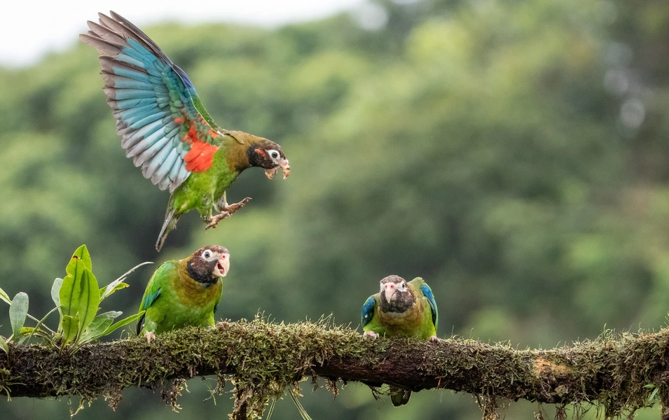 Meet the parrots shaping our world