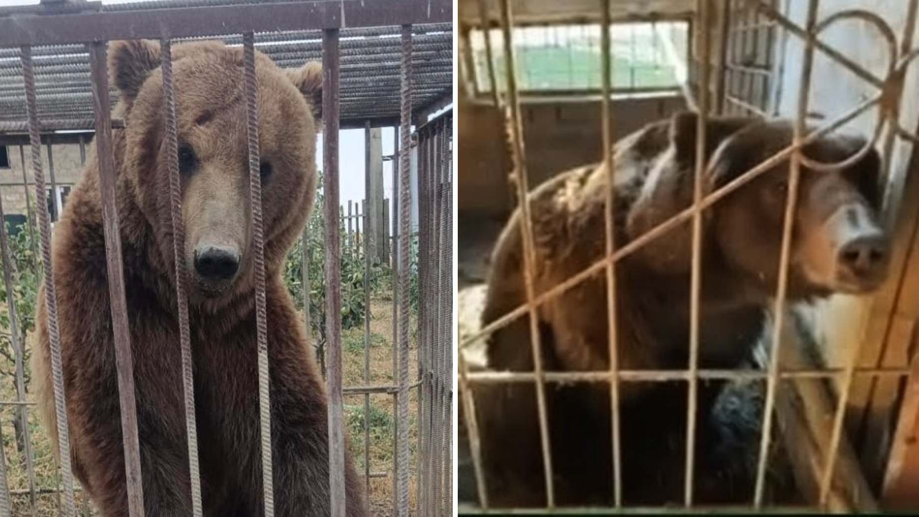 From Russian cages to Irish sanctuary: The five-year rescue journey of ...