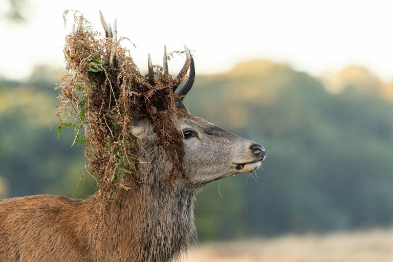 Gallery: Photographer captures stunning photographs of deer in beams of ...