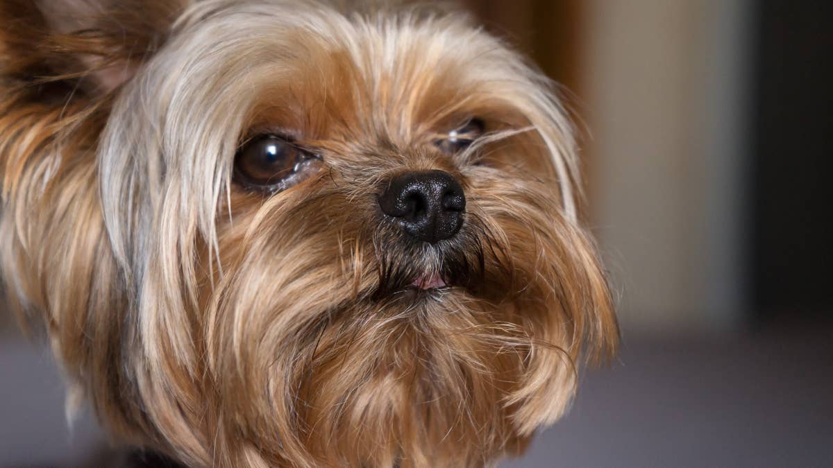 Tiny Yorkie turns into a ferocious Rottweiler when mom tries to throw ...