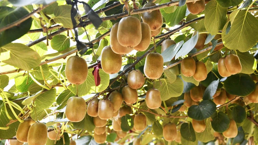 10 fruits that boost gut, heart, and skin health